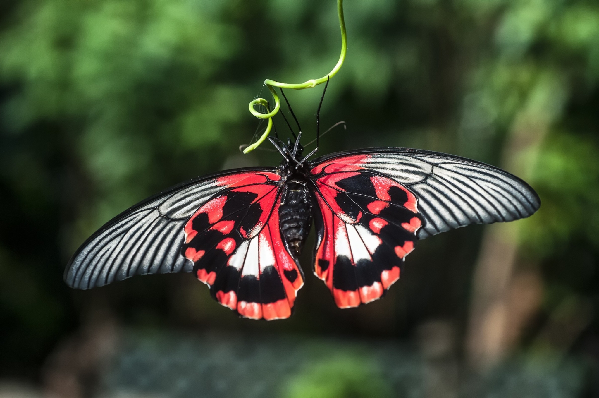 早い者勝ち‼️アシーナニューヨーク　Victoria Butterfly Butterfly_Gardens_87610-