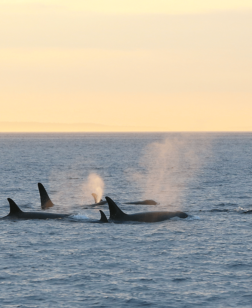 Head out on a Whale Watch for a Spectacular Staycation