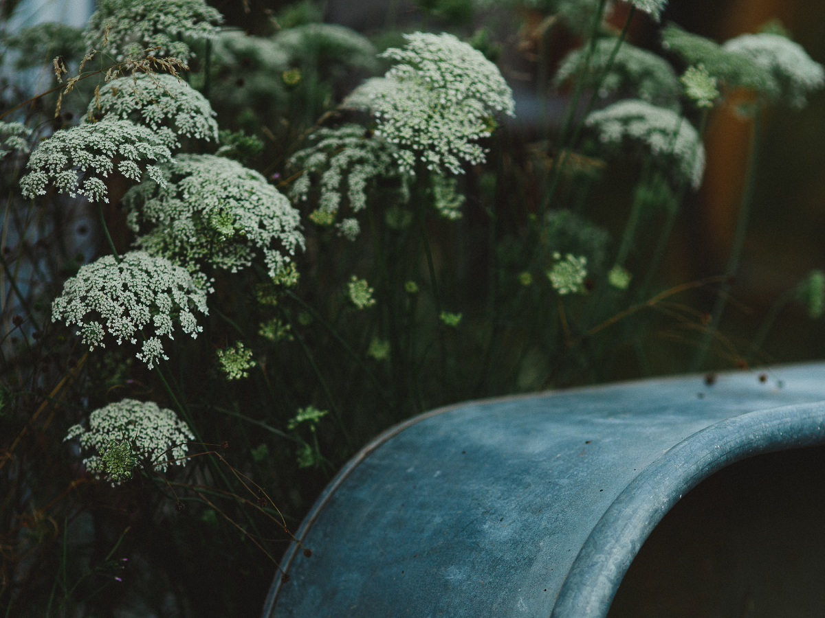 Orchard Market at Junction Orchard & Cidery