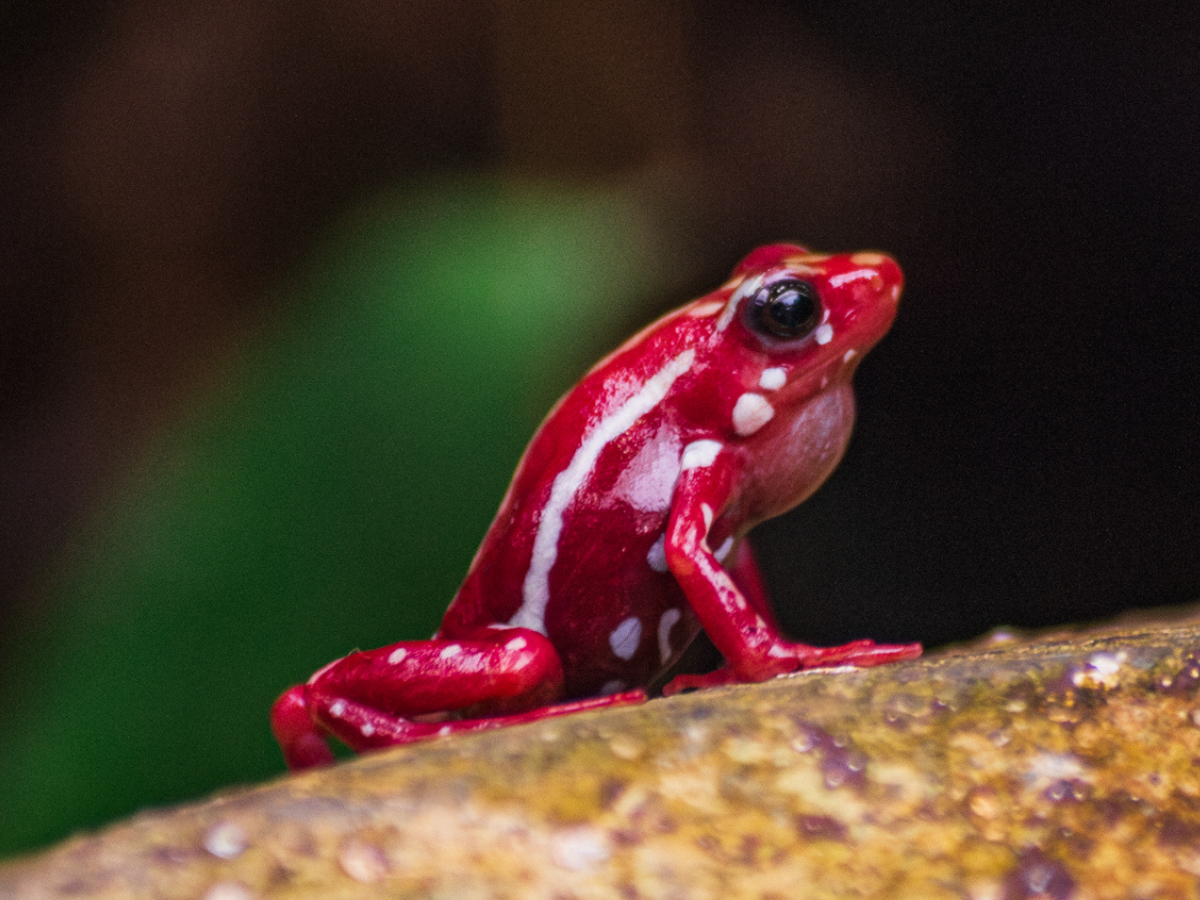 Meet the Keeper: From Tadpole to Frog