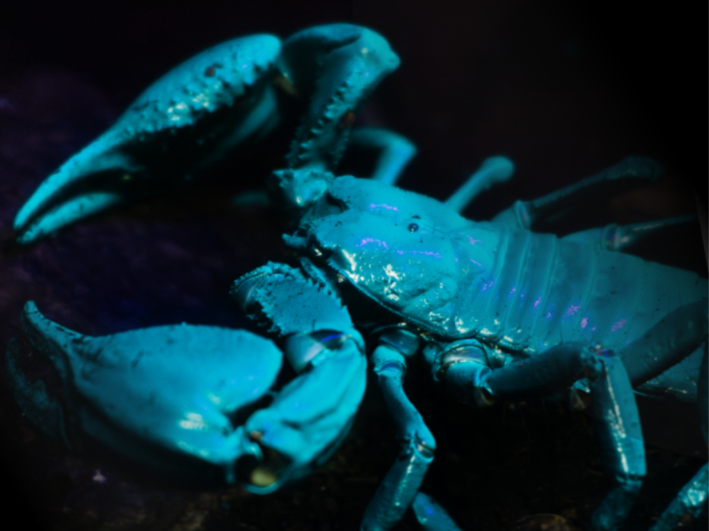 Meet the Keeper: Curious Crawlies