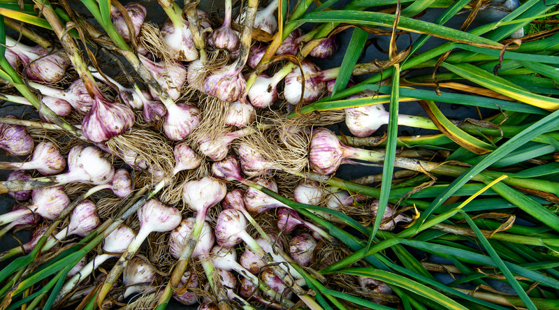 Grow the Best Garlic