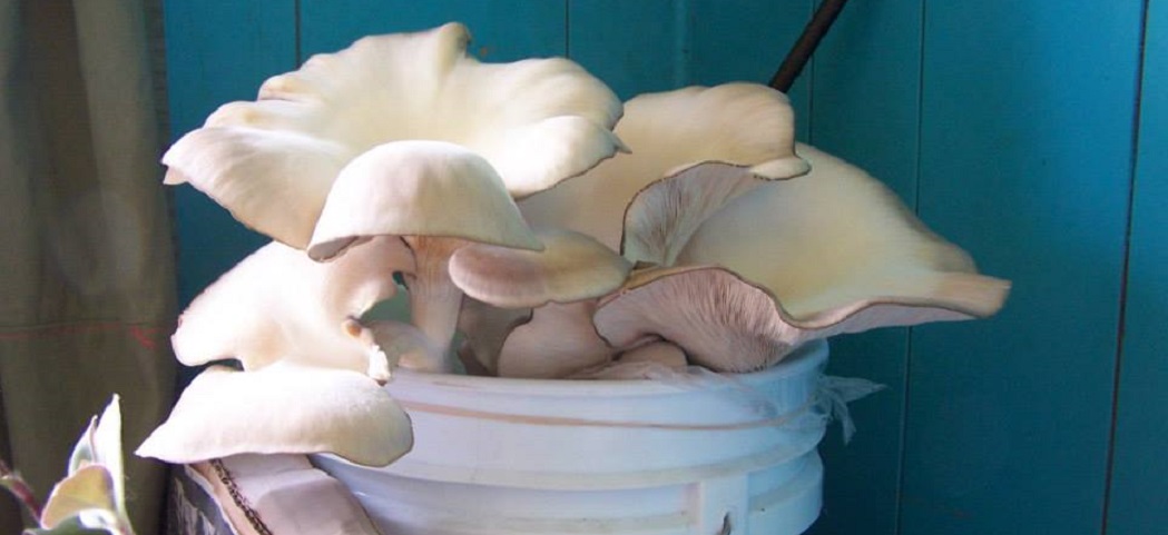 Grow Your Own Mushrooms