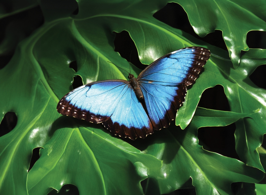 Paint in Paradise with Debra Thomlinson