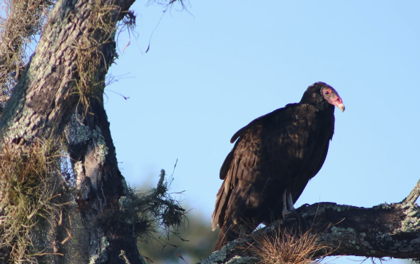 Royal BC Museum: Hawk Watch
