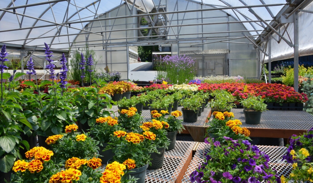 The Butchart Gardens: Greenhouse Tours